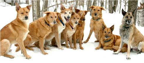 Chinook Dogs Club